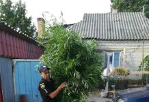 На Павлоградщине обнаружили плантацию конопли