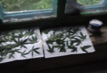 У терновчанина на участке росло больше 50 растений конопли