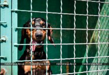 В «приюте» для бездомных животных провели День открытых дверей (ФОТОРЕПОРТАЖ)