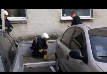 В Павлограде провели операцию по спасению стрижа (ВИДЕО)