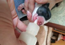 В Павлограде кто-то выбросил новорожденных щенков в пакете на солнцепек