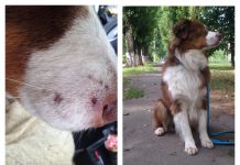 В Павлограде ползучий гад укусил за нос овчарку