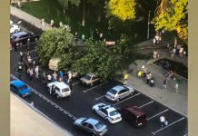 После инцидента в Детском парке в Павлограде проводят инвентаризацию деревьев