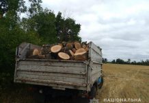 На Юрьевщине на глазах офицера громады мужчины пилили деревья