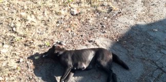 В Павлограде травят собак (ФОТО и ВИДЕО)