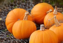 Павлоградцев приглашают принять участие в конкурсе «Гарбузова спокуса»