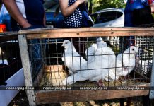 В Павлограде прошла выставка-ярмарка декоративных птиц (ФОТО)