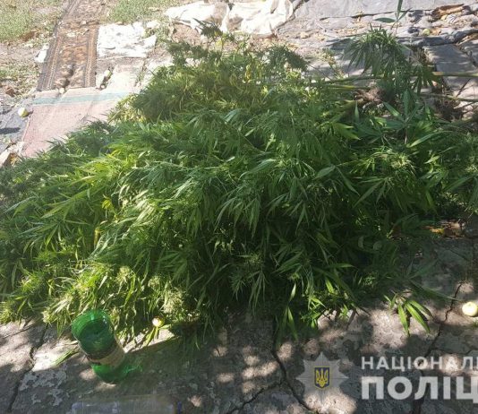 Павлоградец заботливо выращивал на даче … коноплю (ВИДЕО)