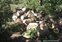 Полицейские задержали павлоградцев, которые выпиливали лес