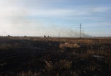 В Павлограде поджоги камыша могут закончиться пожарами на торфяниках (ФОТО и ВИДЕО)