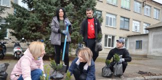 Розы и самшит от Героев и Днепровского