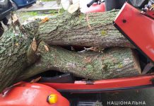 В Павлоградском районе пьяный мотоциклист перевозил спиленные дубы