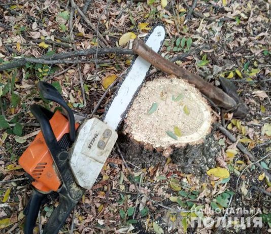 На Павлоградщині засудили чоловіка за незаконну вирубку лісу