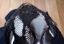 Павлоградка нашла необычную перелетную птицу (ВИДЕО)