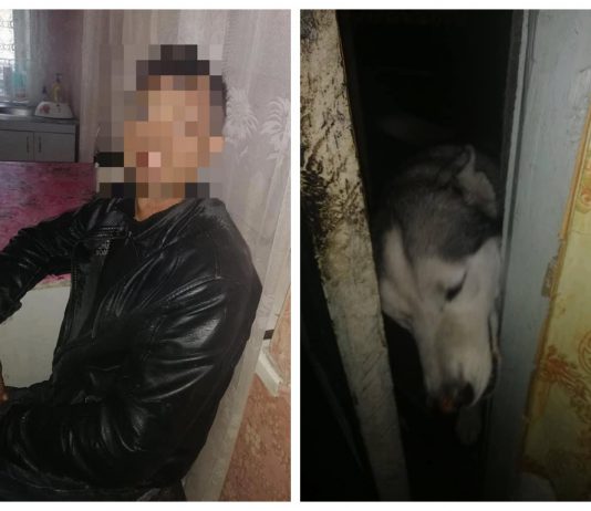 Житель Павлоградщины украл у односельчанина … собаку