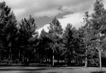 Старушку, которую искали больше недели, нашли бездыханную в лесу