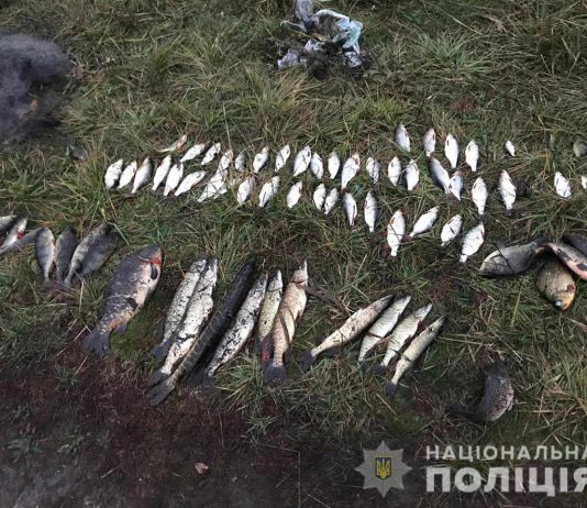 На Павлоградщине в сети браконьера попала рыба, занесенная в Красную книгу