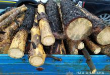 На окраине Павлограда «черные лесорубы» уничтожали сосны