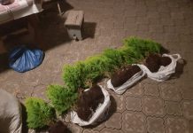 В Павлограде двое мужчин украли с приусадебного участка саженцы туй