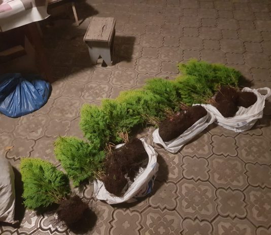 В Павлограде двое мужчин украли с приусадебного участка саженцы туй
