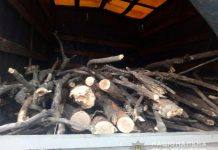 В Павлограде семья незаконно пилила деревья