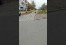 В Павлограде со стаей собак бегает козлёнок (ВИДЕО)