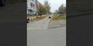 В Павлограде со стаей собак бегает козлёнок (ВИДЕО)