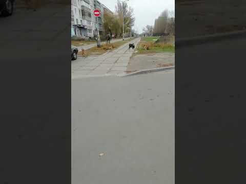 В Павлограде со стаей собак бегает козлёнок (ВИДЕО)