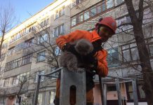 Голодный и обессиленный: в Павлограде кот провел три дня на дереве (ФОТО)