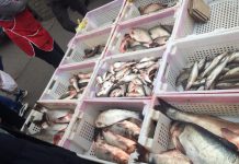 В Павлограде полицейские изъяли почти центнер свежей рыбы и раков