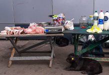 В Павлограде мужчина незаконно продавал мясо, приручив бродячих собак