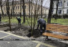 В Павлограде высадили новые деревья (ФОТО)