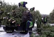 В Павлоград приехали сосны для главной ёлки города (ФОТОФАКТ)