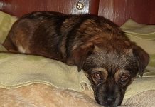 Беззащитную собаку бросили умирать на морозе, — зооволонтёр