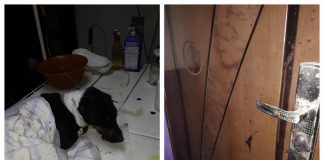 В Терновке живодер перерезал горло двум собакам