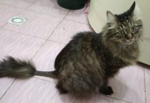 В Павлограде кота принесли на эвтаназию, но он остался жить и ищет новых хозяев