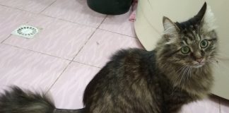 В Павлограде кота принесли на эвтаназию, но он остался жить и ищет новых хозяев