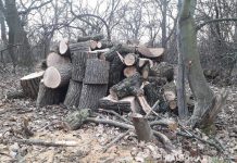 Мужчин будут судить за незаконную вырубку деревьев под Павлоградом