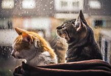 Попытка реванша зимы: в Павлограде резко похолодает