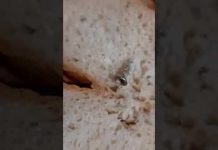 Павлоградка нашла в батоне кое-что неожиданное (ВИДЕО)