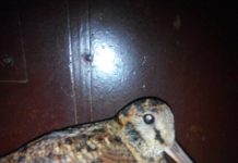 Павлоградка спасла редкую перелетную птицу