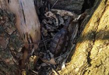 В селе под Павлоградом человек нашел гранату