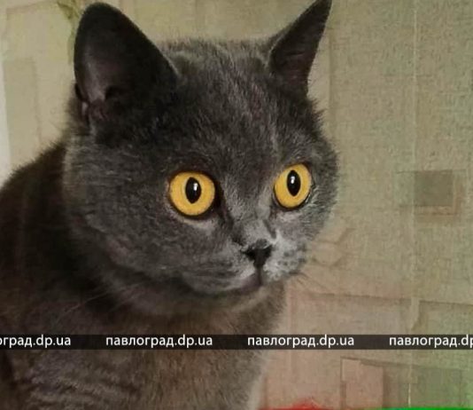 В Павлограде спасли кошку, которая два дня просидела на дереве (ФОТО и ВИДЕО)