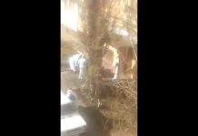 Зарегистрирован ли в Павлограде коронавирус? В соцсетях обсуждают странное видео