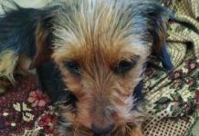 Хозяевам собак в Павлограде советуют быть бдительными (ФОТО)