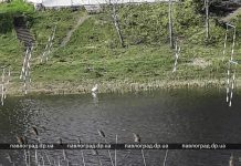 В центре Павлограда заметили цаплю (ФОТО и ВИДЕО)