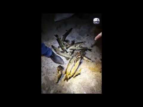 На р. Самара поймали браконьеров-подводников (ВИДЕО)