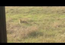В Павлограде в черте города заметили лису (ВИДЕО)
