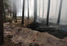 В Павлоградском районе горел лес (ФОТО)