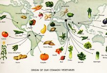 История каждого овоща на вашем столе, или почему лук считали священным растением